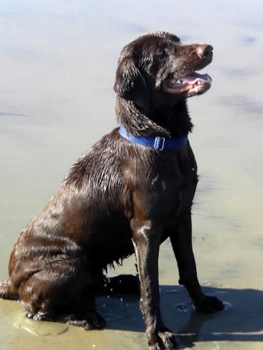 Bailey boy