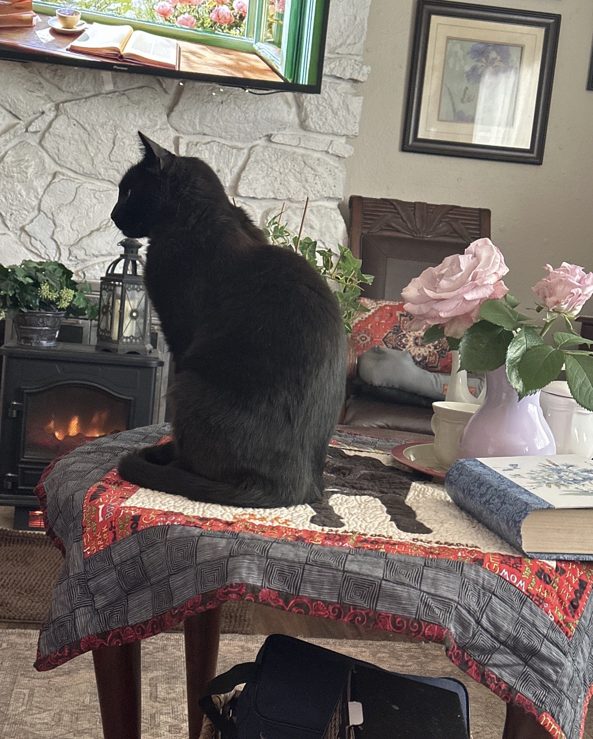 Vato el gato