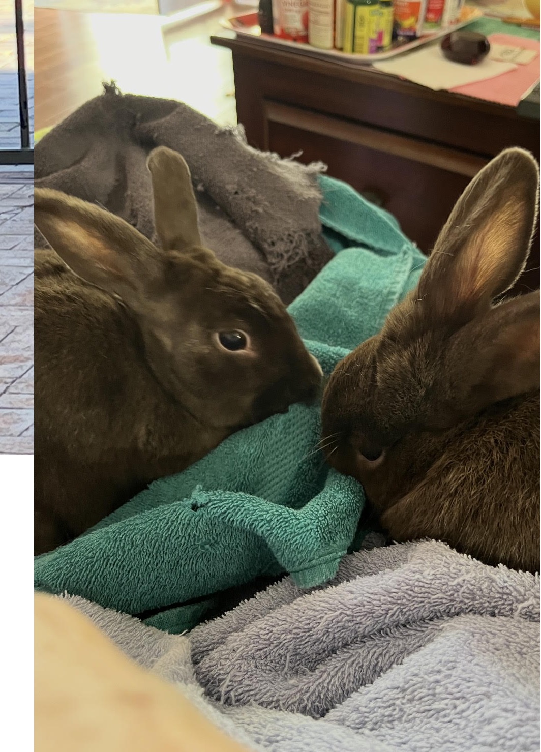 Trixie & Cinnabunny